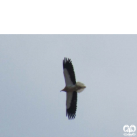 گونه کرکس مصری Egyptian Vulture